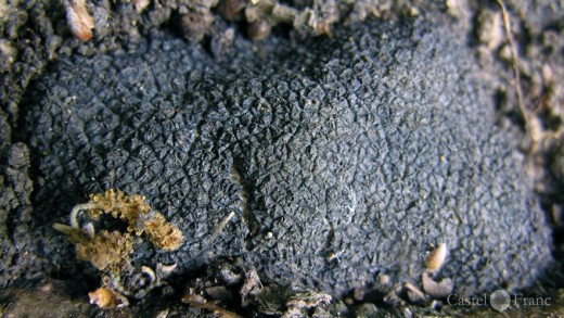 Trüffel (tuber melanosporum) an seinem Fundort