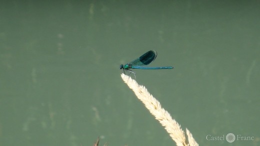 blaue Libelle am Canal de Carpentras, Vaucluse
