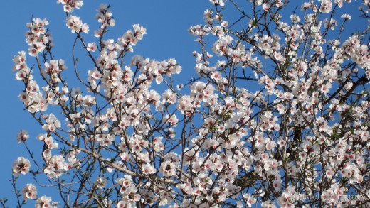 Mandelblüte in Velleron/ Provence