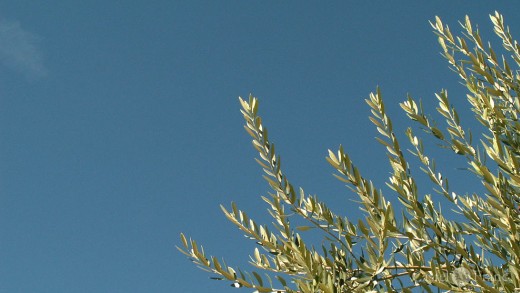 Olivenblättertee - lecker, von Oliv'Tea
