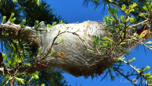 Prozessionsraupen in der Provence, Larven im Nest