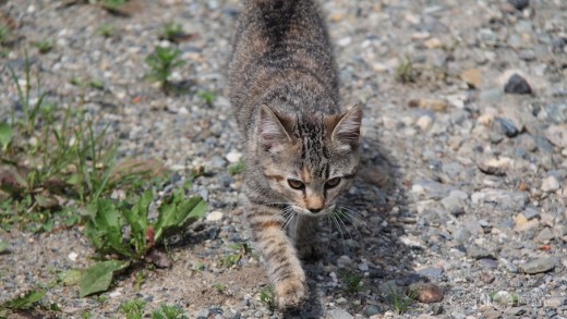 Katze auf der Jagd, Castel Franc Provence, Velleron