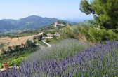 Blick auf die Dentelles du Montmirail vom Weingut Saint Martin, Suzette, France