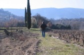 Wanderung durch die Weinberge von La Canorgue, Bonnieux, Provence
