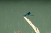 blaue Libelle am Canal de Carpentras, Vaucluse
