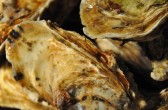 Austern aus Bouzigues