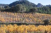 herbstliches Weinfeld bei den Dentelles de Montmirail, Südfrankreich, Provence