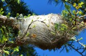 Prozessionsraupen in der Provence, Larven im Nest