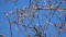 Kirschenblüten vor dem blauen Himmel der Provence, von: Castel Franc