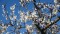 Mandelblüte vor dem blauen Himmel der Provence, by: Castel Franc