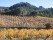 herbstliches Weinfeld bei den Dentelles de Montmirail, Südfrankreich, Provence